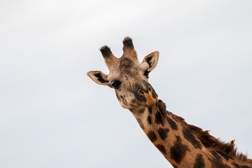 Giraffe Portrait