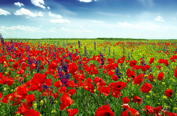 Summer wildflowers and clouds