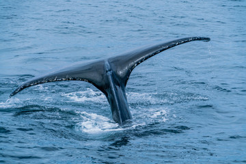 Obraz premium Humpback whale tail fluking near Gloucester Massachusetts