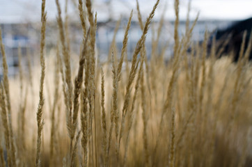 Fototapeta premium wheat.