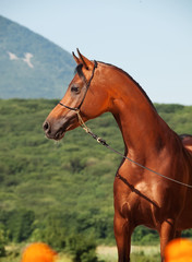 portrait of bay beautiful arabian stallion at mountain backgroun
