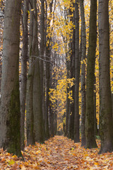 Fototapeta premium Autumn park alley