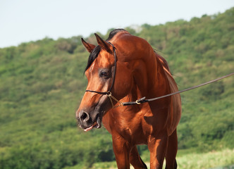 bay beautiful arabian stallion at mountain background
