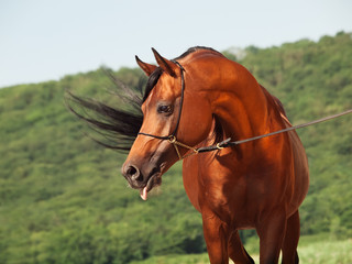 Obraz premium bay beautiful arabian stallion at mountain background