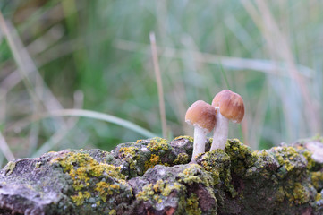 fungi in old trunk