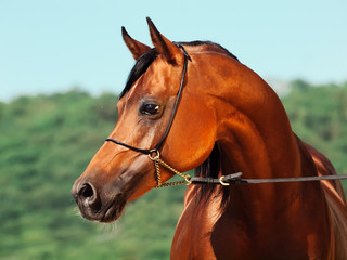 portrait of bay beautiful arabian stallion at mountain background