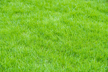 Green grass background texture.