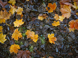 winter leaves,Northern Ireland
