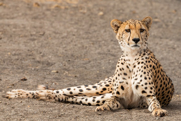 Wachsamer Gepard © Lightning-World