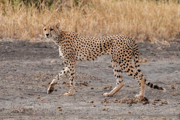 Gepard laufend © Lightning-World