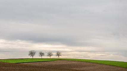 Fototapeta premium Bäume im Feld