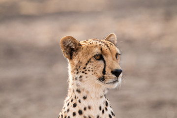 Gepard Portrait