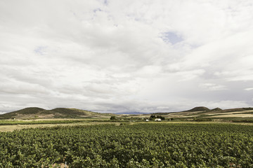 Vines of vineyards