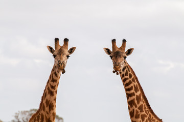 Zwei Giraffen im Portrait