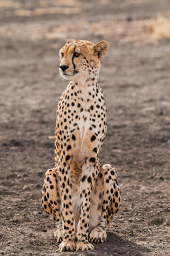 Gepard