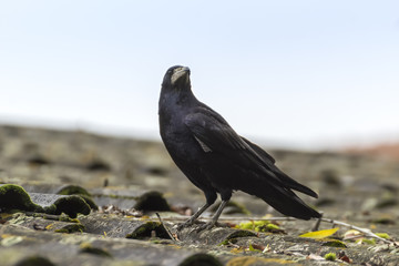 Crow on a roof