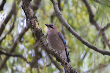 Jay in a tree looking away
