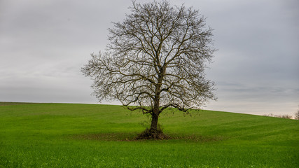 Bäume im Feld