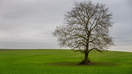 Bäume im Feld