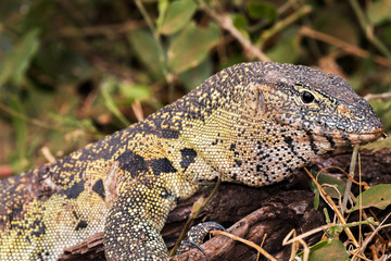 Monitor Lizzard