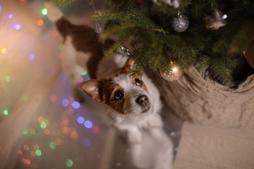 Happy New Year, Christmas, Jack Russell Terrier. holidays and celebration