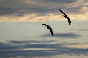 Fototapeta na wymiar Two Silhouetted Geese Flying in the Beautiful Sunset Sky