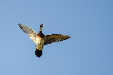 Male Wood Duck Flying in a Blue Sky