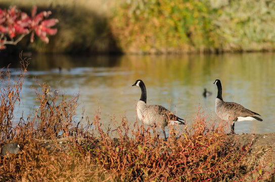 Pair of Canada Geese Resting Beside the Autumn Lake