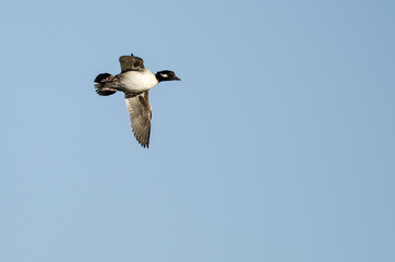 Bufflehead Duck Flying in a Blue Sky