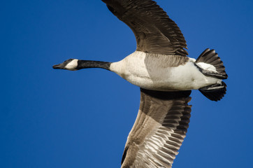Canada Goose Flying in a Blue Sky