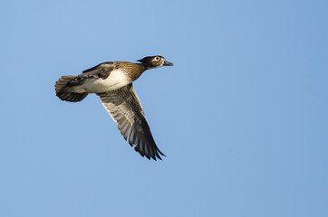 Female Wood Duck Flying in a Blue Sky