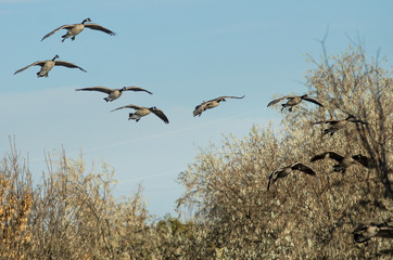 Flock of Canada Geese Coming in for a Landing in the Marsh