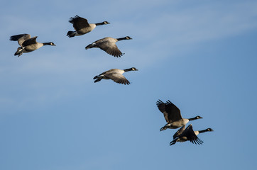Flock of Canada Geese Flying in a Blue Sky