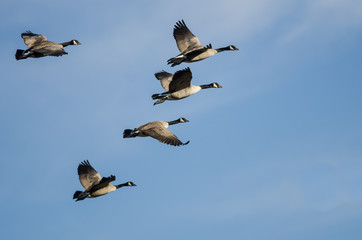 Flock of Canada Geese Flying in a Blue Sky