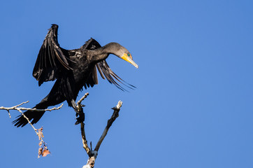 Double-Crested Cormorant Stretching Its Wings While Perched in Tall Tree