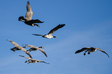 Flock of Canada Geese Flying in a Blue Sky