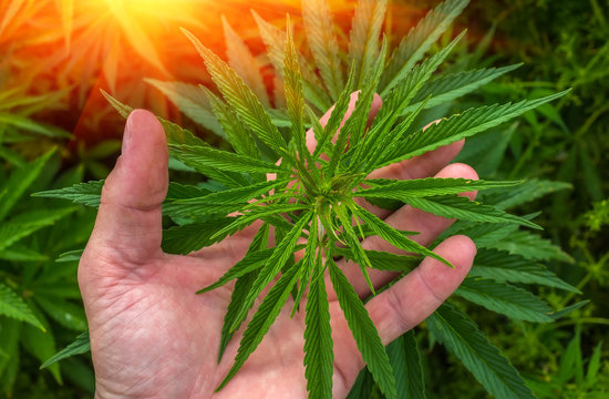 marijuana  on the palm. cannabis drug at sunset.