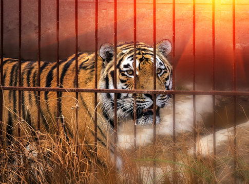  Siberian tiger at sunset