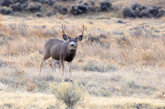 Mule Deer Buck.