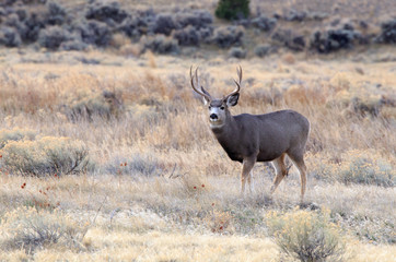 Mule Deer Buck.