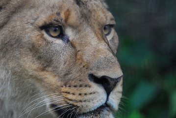 Eyes of a lioness