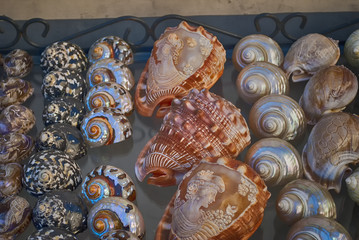 Shells art