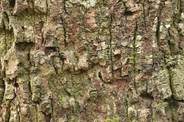 Closeup bark surface