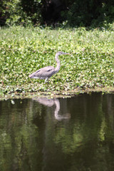 grey heron next to lake