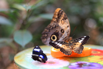 Schmetterlinge
