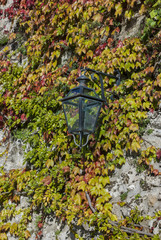 Street lamp through the leaves