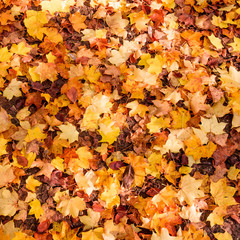 Naklejka na ściany i meble Autumn Leaves Background. Colorful autumn