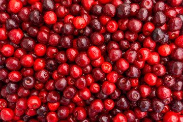 Sweet cherry background.  ripe cherries