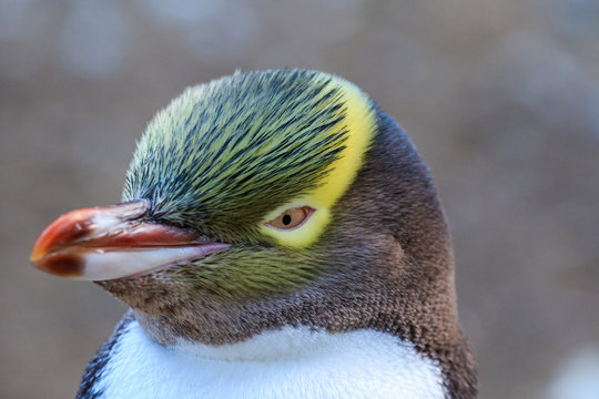 Yellow Eyed Penguin