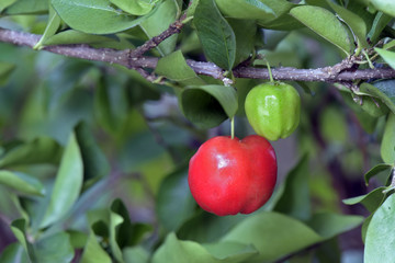 Acerola tree with fruits